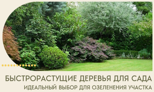 Быстрорастущие деревья для сада идеальный выбор в Угличе